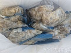9월5밀 청춘호 쭈꾸미 조황입니다. 사진