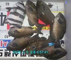 [거제] "감성돔" & "뺀지" & "벵에돔" & "무늬" ... 좋네요 사진