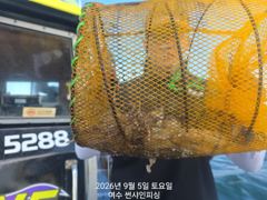 9월 5일 쭈꾸미 조황