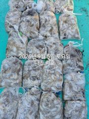 9/5일, 연일 계속되는 군산 쭈꾸미낚시~마무리조황~점점 좋아지는 조황~군산 나드리호