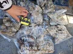 오늘의조황 - 9/4 홍원항 타이탄호 쭈꾸미 조황 - 홍원낚시프라자,배,선상낚시 전문 사진