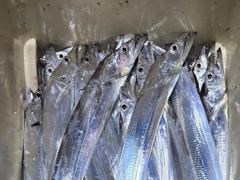 (은별호)9/5 내만갈치 조황입니다