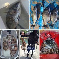 [사천] 삼천포 산분령 유료낚시터 9/5 조황입니다!! 사진