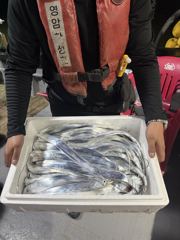 9월5일 야간 갈치조황 내만권 싸이즈굿