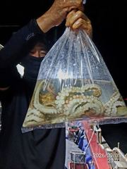 (南)남해조황 - 돌문어사냥 레전드호 타고 모두 먹물파티!