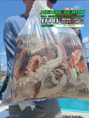 [고흥뉴베테랑호]26.09.06 문어조황