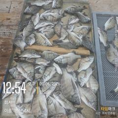 병산 9/6 감성돔36외 엄청마리수 선상배 및 선외기 흘림조황~~