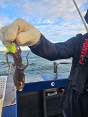 9/6일 주꾸미조황입니다 사진