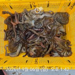[사천] 3일 연속 문어 장원 17마리 사진