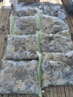 쭈갑문조황 글만 보기