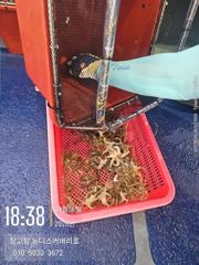 9월6일오후짬낚시쭈꾸미조황입니다.
