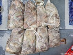 (南)남해조황 - 9월 6일 블랙드래곤 돌문어 조황｜바람 속에서도 전원 두 자릿수! 사진