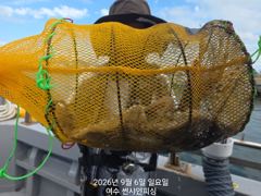 9월6일 쭈꾸미조황