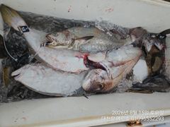 오늘의조황 - 2026년 8월 15일 생새우 외수질조황 오전반 조황 - 대천항 예린호,바다,배,낚시