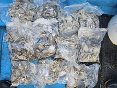 주꾸미