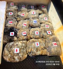 군산에프원호 6일 쭈꾸미 조황입니다.