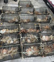 야간문어!덩어리급 포함 잘 올라왔습니다~오늘예약가능