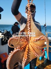 7일, 부쩍커졌다~ 군산 문어들~주간에 낚이는 문어들~나오고 있어요~실시간~내일부터 본격출조합니다~~~군산 챔피언호