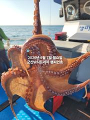 7일, 부쩍커졌다~ 군산 문어들~주간에 낚이는 문어들~나오고 있어요~실시간~내일부터 본격출조합니다~~~군산 챔피언호