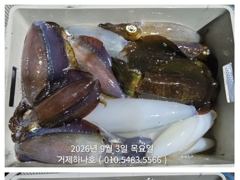 [거제] ( 거제하나호 )무늬오징어 조황및 출조안내.
