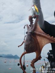 통영박프로호 돌문어 조황