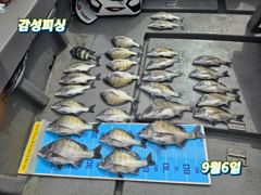 9월6일가을감성돔(100)마릿수조황입니다 사진