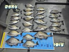 ■일요일감성돔(100마리)마릿수조황입니다 사진