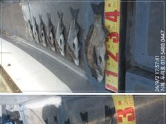 4짜들 감성돔 마리수 조황ᆢ