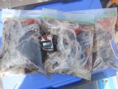 7일 최저가 왕주꾸미,왕주꾸미..끝장낚시,종일반 성신1호,3호 계속 출발합니다.....