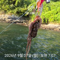 [사천] 택배용 문어 잡기