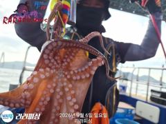 (南)남해조황 - 6일야간문어 화.수.목.예약가능 덩치들 잡으로 가즈아 ~ 사진