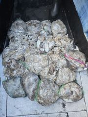오늘의조황 - 목감낚시 대천브라더호(6일철수) 쭈꾸미조황 - 피싱투어여행, (구) 고박사 낚시