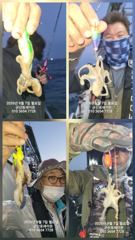 ♦♦포세이돈호⇒쭈꾸미 전체 조황 9.7
