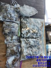 [먹물조황] 9/7 블루오션1호 쭈꾸미 조황 (선비 종일 9만원&아침,점심 제공)