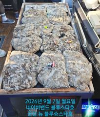 ★★ 9/7 [군산대일피싱] 뉴 블루스타호 쭈꾸미 대박조황~! 300수 이상 망태기 ~!