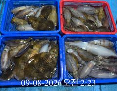 [ 무늬 팁런 ] 60여수 뿐 ..