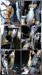 무늬팁런 연일 대박조황.....140수 오버...무시,무시...