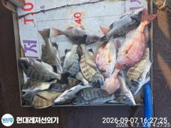 통영현대레저)감성돔 참돔 마릿수