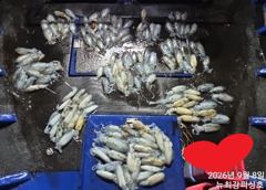 1   [통영] 155수~ 이 날씨에도 대박 마릿수!!! 오후6시 출동!!! 1 사진