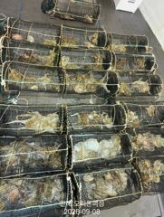 [진해] 야간문어!오늘도 끈적한 손맛보러 달립니다~오늘예약가능