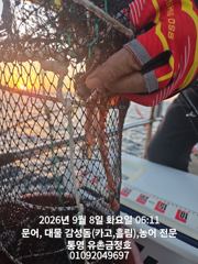 통영 금정호 오전문어선상 실시간 손맛 좋습니다 오늘 오후문어 자리있습니다