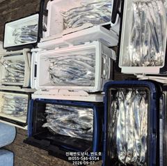 내만갈치,커진 씨알로 마릿수 많이 나오네요.오늘출항(화,수,목~예약가능)