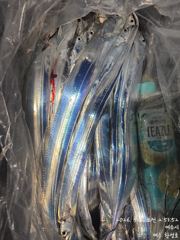 갈치한치조황++ - 8일새벽 내만갈치 루어,텐빈 1타1피~피딩에 정신없이 엄청잡고~!!(오늘 예약중)