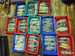 무늬오징어 퍽퍽 쏟아집니다.. 200수외 당구면 쪽쪽