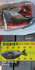 [거제] 거제 ( 어구 일성호 ) 감성돔 돌돔 손맛 ! 사진