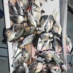 [고성] 8일 감성돔 흘림 조황입니다. 사진