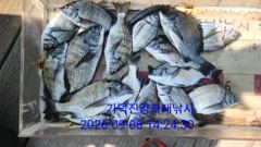 [부산] 가덕천성진양 감시마리수 좌대조황 26년9월8일/화 사진