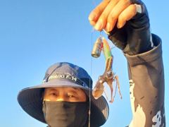 조황정보 - 9윌8일짱구피싱호 쭈꾸미 조황 - 영흥도 짱구낚시