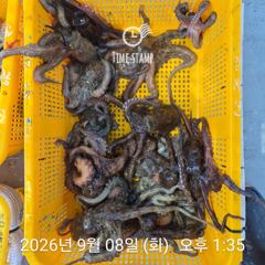 문어 장원 23마리!