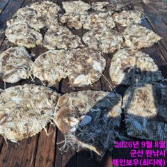 <레인보우호> 쭈꾸미 종일 마무리 굿~조황(8일)-내일 쭈꾸미 자리있습니다.